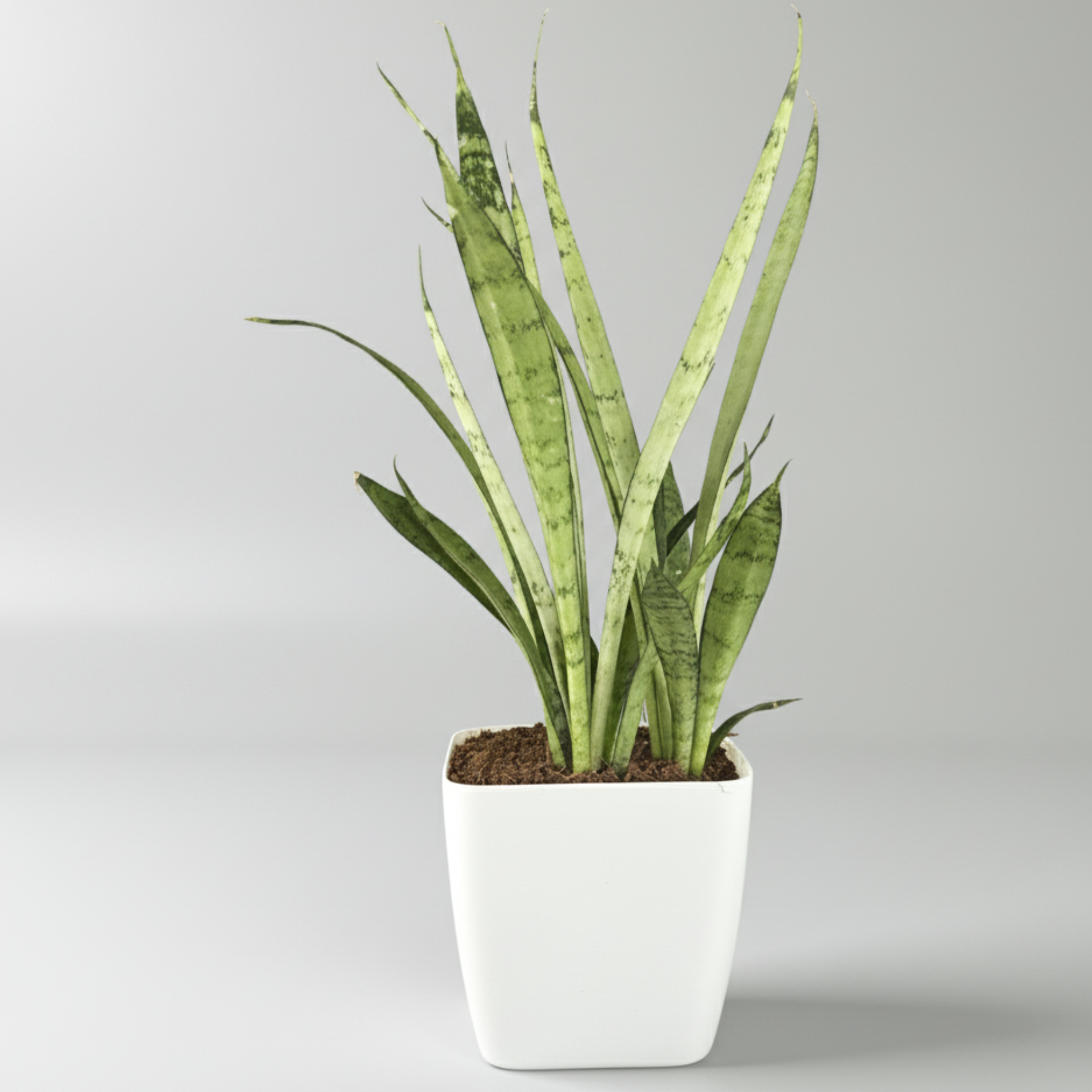 Green Paradise® Sansevieria Silver Queen With Premium Plastic Pot – Elegant Indoor Air Purifying Plant