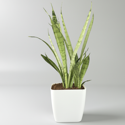Green Paradise® Sansevieria Silver Queen With Premium Plastic Pot – Elegant Indoor Air Purifying Plant
