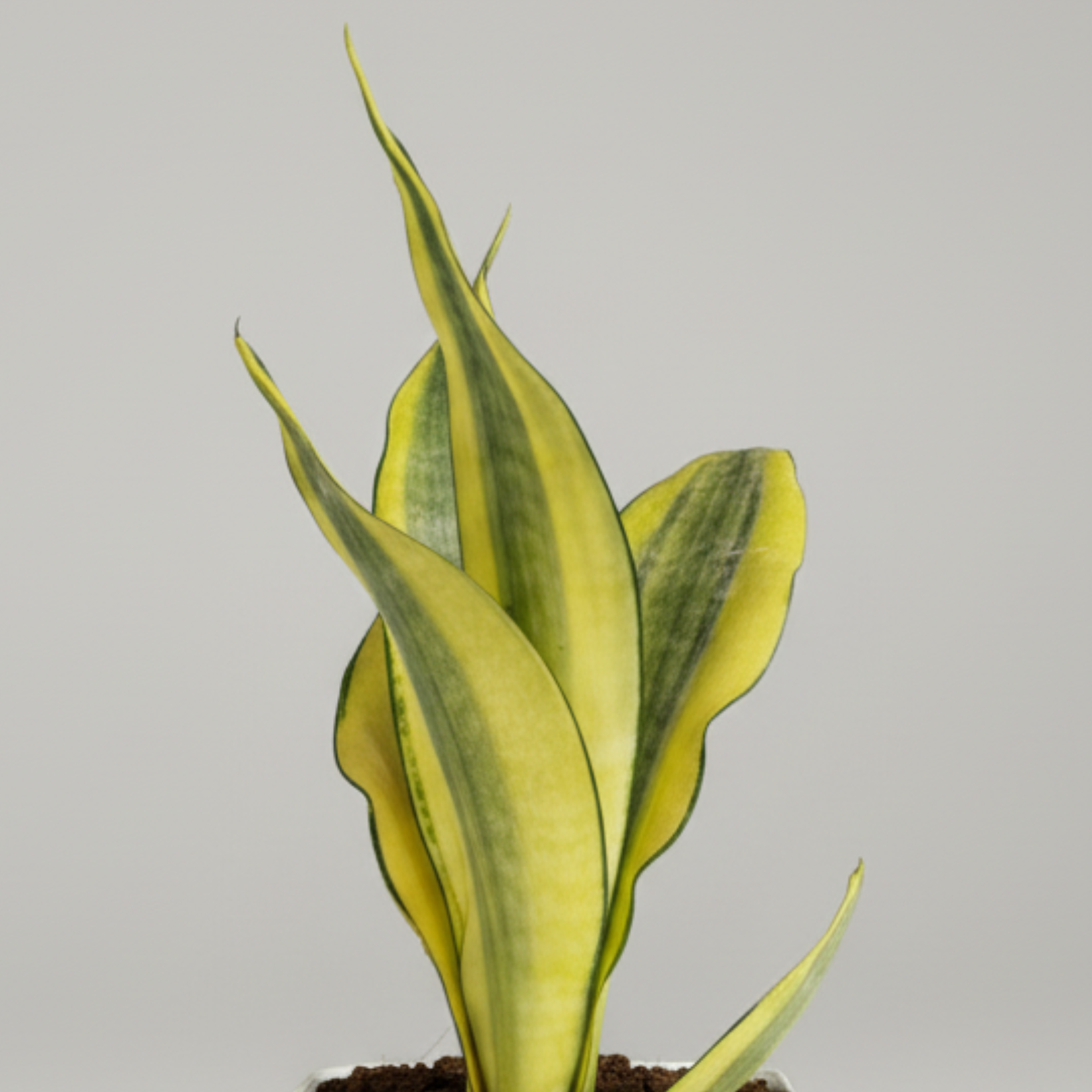 Green Paradise® Sansevieria Gold Dust Plant With Premium Pot– Rare Air Purifying Indoor Plant