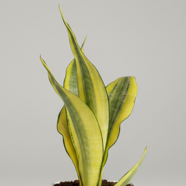 Green Paradise® Sansevieria Gold Dust Plant With Premium Pot– Rare Air Purifying Indoor Plant