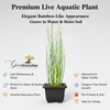 Green Paradise® Water Bamboo (Equisetum) – Live Aquatic Plant for Home Garden, Ponds & Indoor Décor | Low Maintenance Evergreen Horsetail Plant