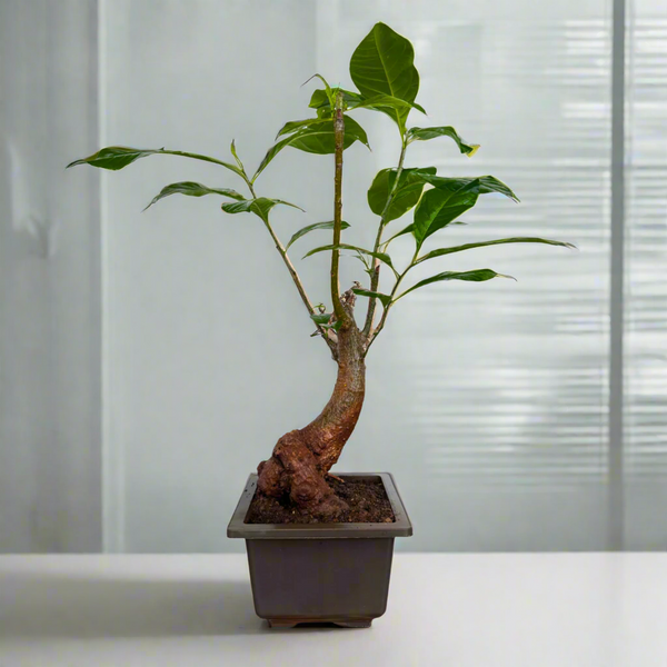 Potted bonsai tree on a white background