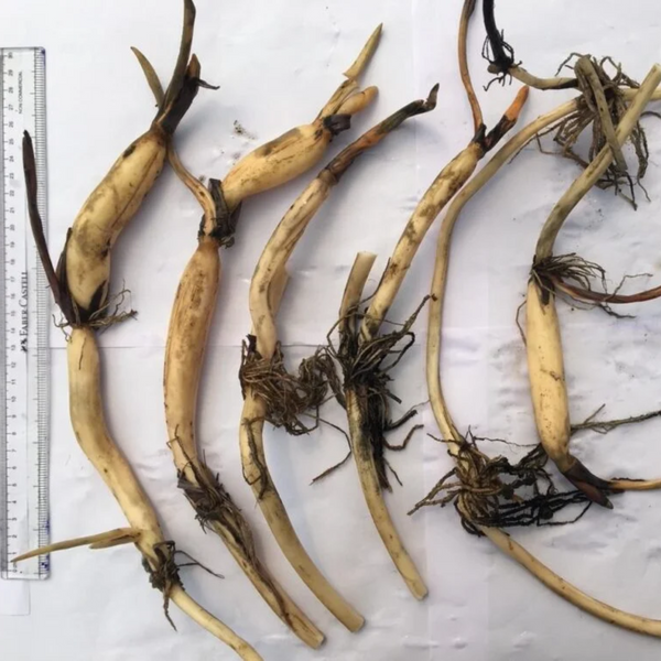 Green Paradise® Pink Lotus Tuber for Pond & Water Gardens – Healthy, Ready to Grow Aquatic Flower Plant Bulb (Pack of 3)