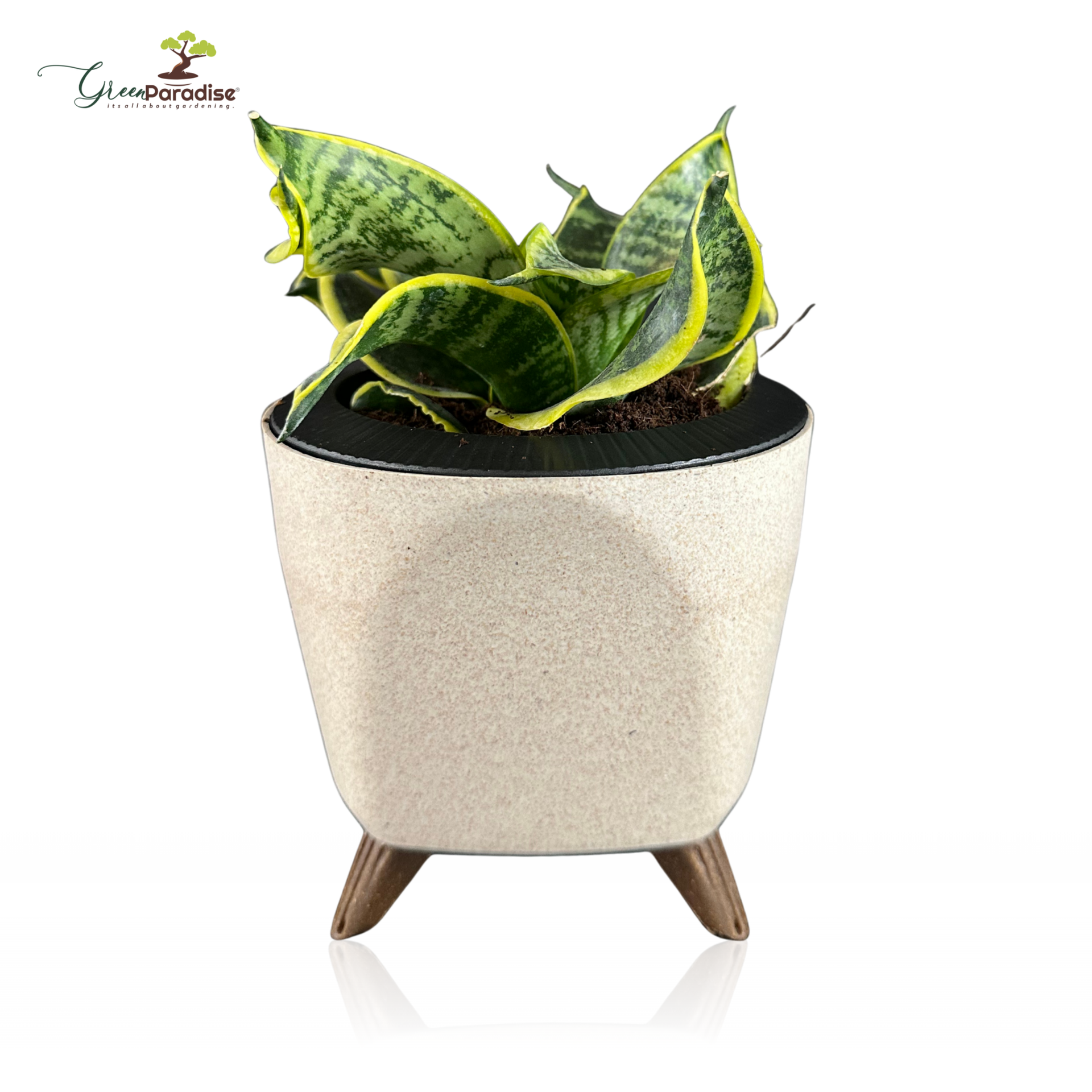 Green Paradise® Sansevieria Golden Hahnii (Twisted Snake Plant) – Air Purifying Indoor Plant in Premium Plastic Pot
