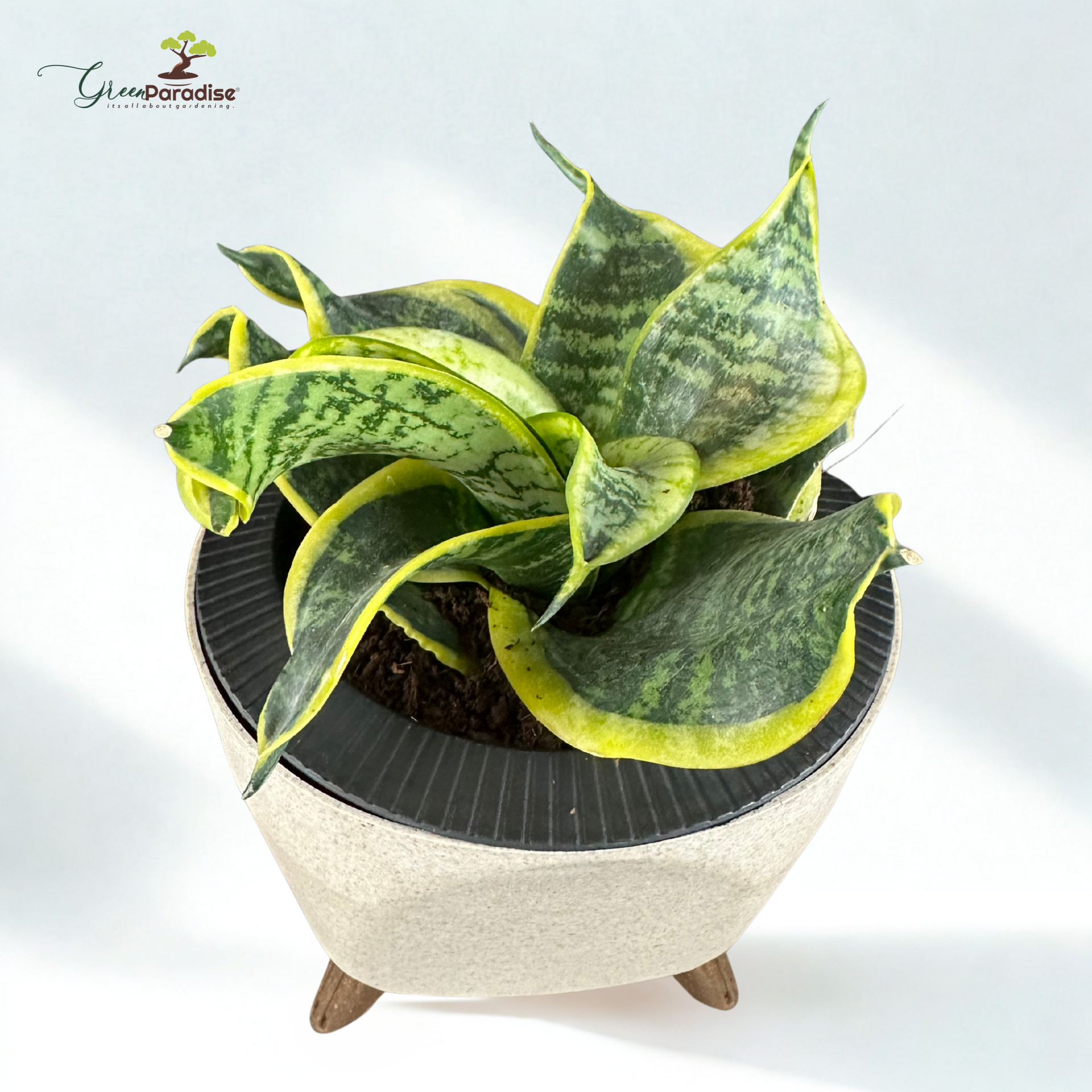 Green Paradise® Sansevieria Golden Hahnii (Twisted Snake Plant) – Air Purifying Indoor Plant in Premium Plastic Pot