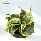 Green Paradise® Sansevieria Golden Hahnii (Twisted Snake Plant) – Air Purifying Indoor Plant in Premium Plastic Pot