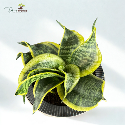 Green Paradise® Sansevieria Golden Hahnii (Twisted Snake Plant) – Air Purifying Indoor Plant in Premium Plastic Pot