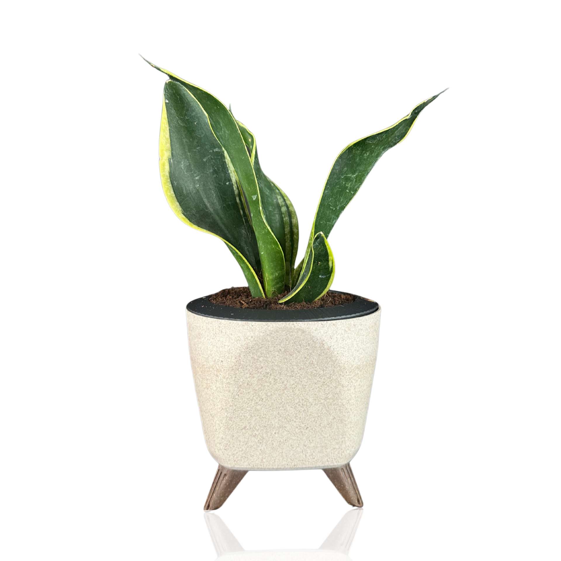 Green Paradise® Sansevieria Laurentii Snake Plant – Air Purifying Indoor Plant in Premium Plastic Self Watering Pot