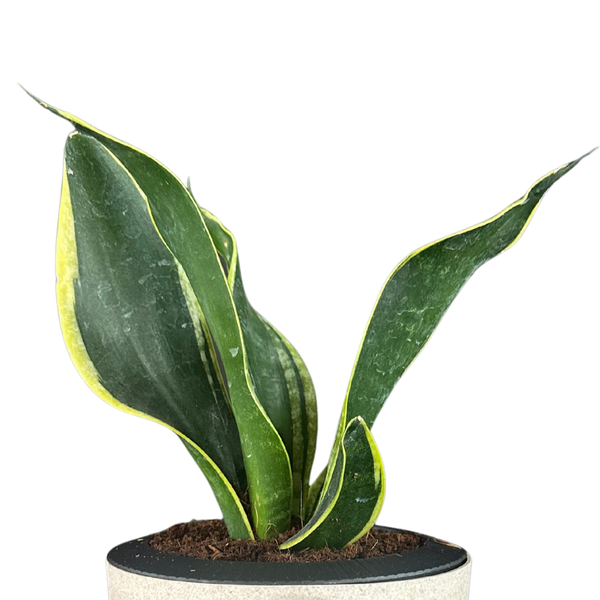 Green Paradise® Sansevieria Laurentii Snake Plant – Air Purifying Indoor Plant in Premium Plastic Self Watering Pot