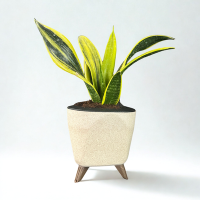 Green Paradise® Sansevieria Golden Hahnii Live Indoor Plant in Premium Self Watering Pot | Low Maintenance Air Purifying Plant