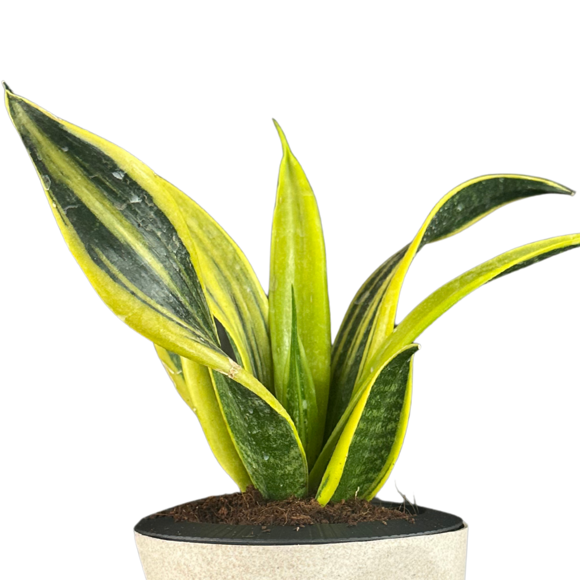 Green Paradise® Sansevieria Golden Hahnii Live Indoor Plant in Premium Self Watering Pot | Low Maintenance Air Purifying Plant