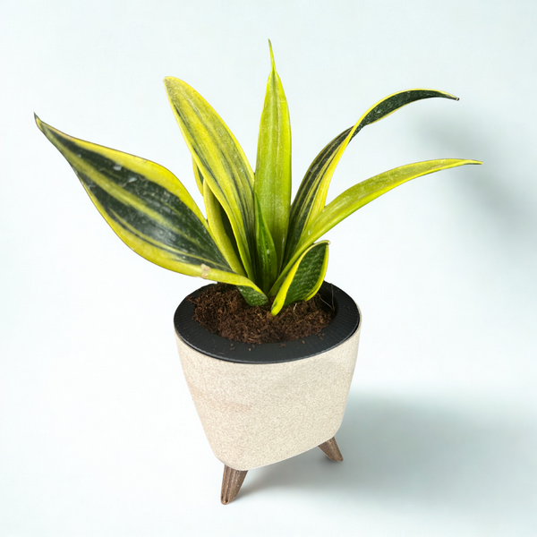 Green Paradise® Sansevieria Golden Hahnii Live Indoor Plant in Premium Self Watering Pot | Low Maintenance Air Purifying Plant