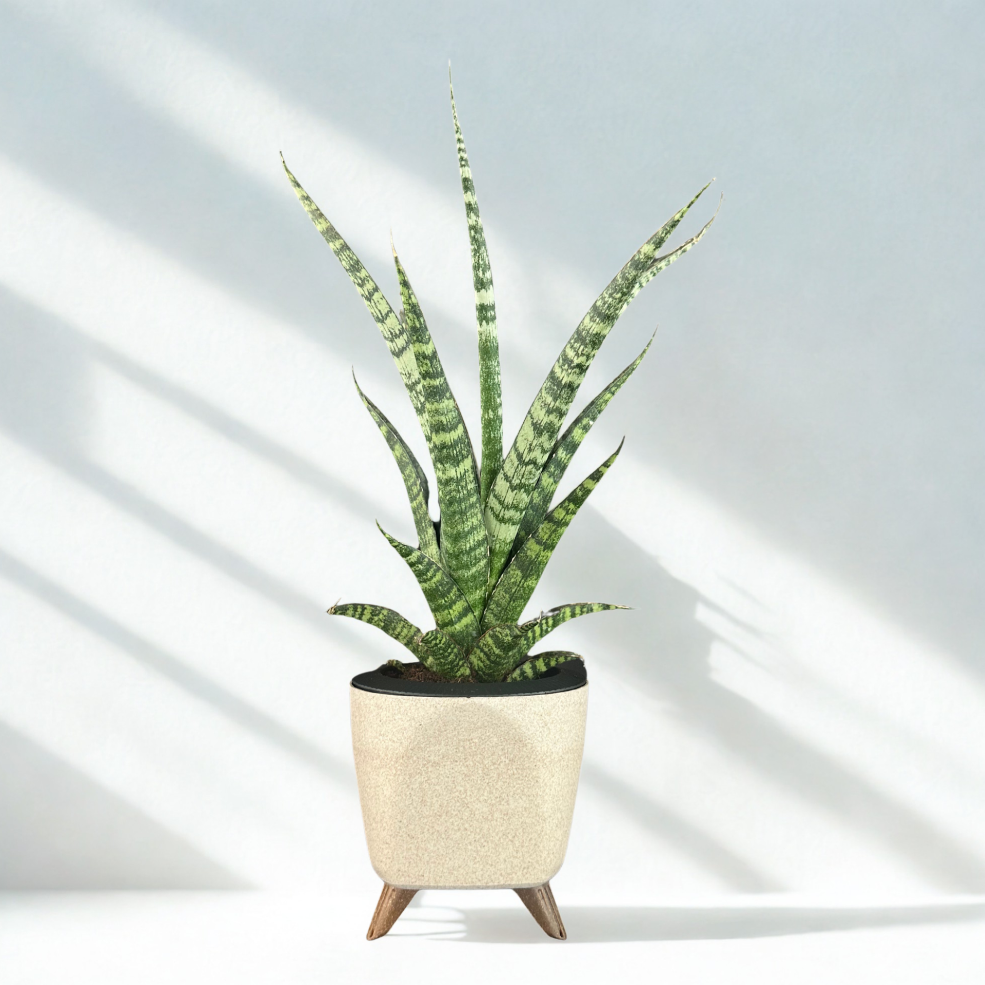 Green Paradise® Sansevieria Rare Crocodile Rock Live Indoor Plant in Premium Plastic Self Watering Pot | Air Purifying Plant | Easy to Care & Ideal for Home Décor