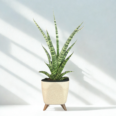 Green Paradise® Sansevieria Rare Crocodile Rock Live Indoor Plant in Premium Plastic Self Watering Pot | Air Purifying Plant | Easy to Care & Ideal for Home Décor