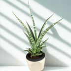 Green Paradise® Sansevieria Rare Crocodile Rock Live Indoor Plant in Premium Plastic Self Watering Pot | Air Purifying Plant | Easy to Care & Ideal for Home Décor