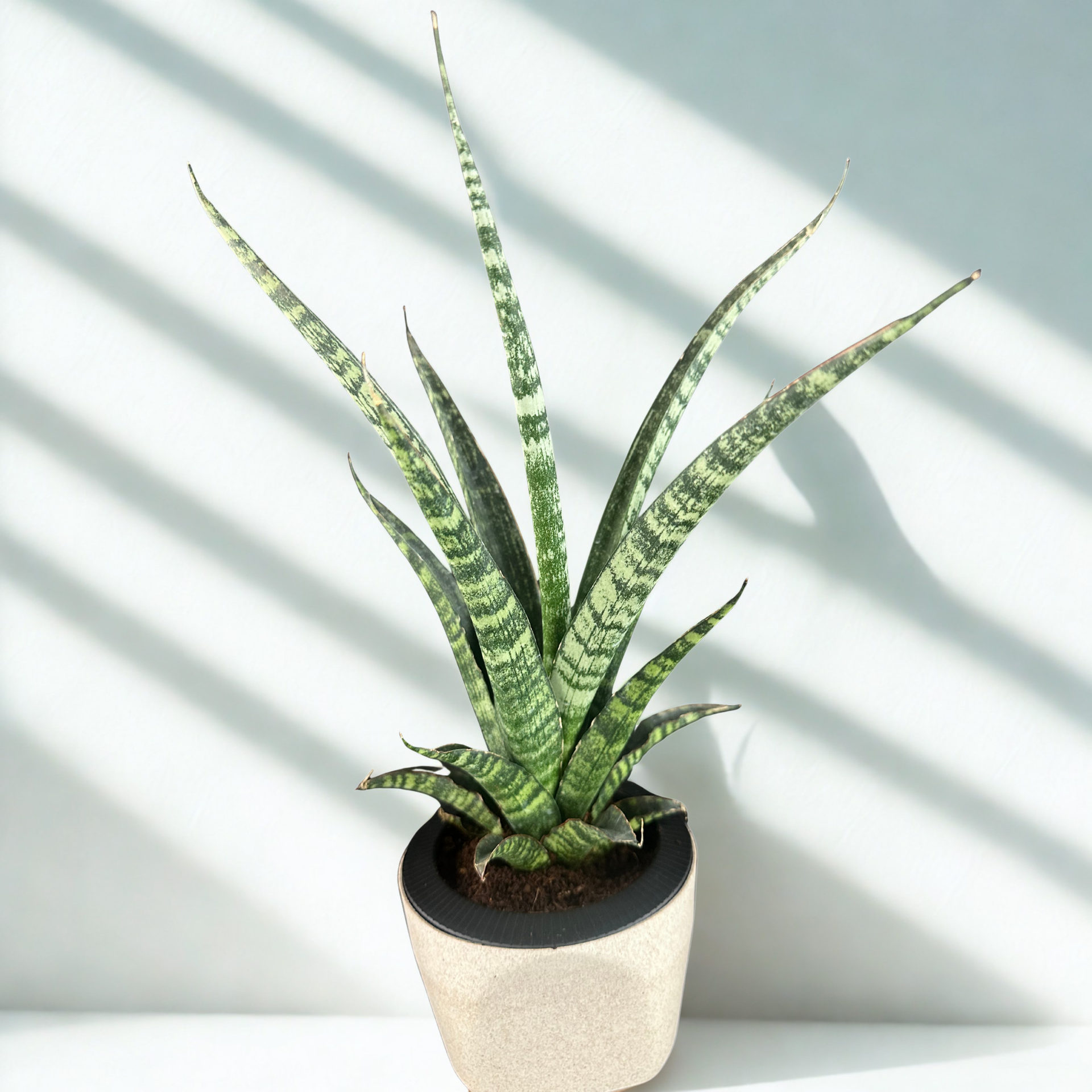 Green Paradise® Sansevieria Rare Crocodile Rock Live Indoor Plant in Premium Plastic Self Watering Pot | Air Purifying Plant | Easy to Care & Ideal for Home Décor