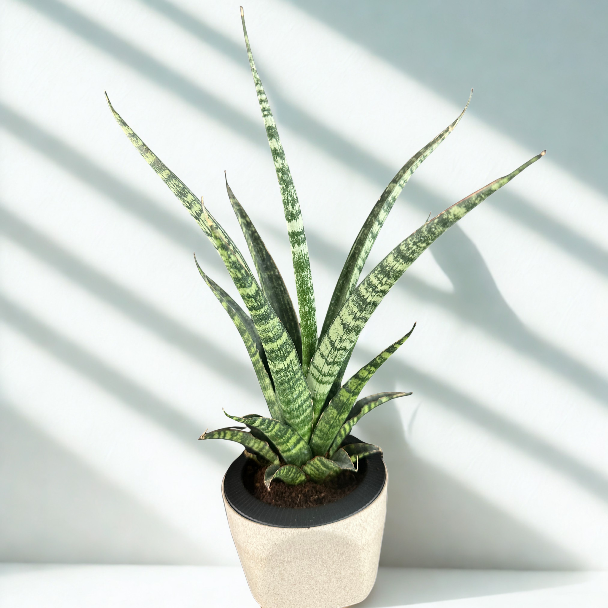Green Paradise® Sansevieria Rare Crocodile Rock Live Indoor Plant in Premium Plastic Self Watering Pot | Air Purifying Plant | Easy to Care & Ideal for Home Décor