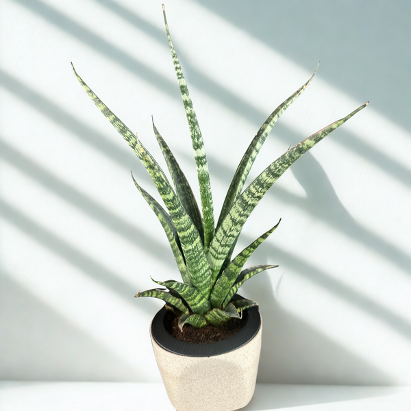 Green Paradise® Sansevieria Rare Crocodile Rock Live Indoor Plant in Premium Plastic Self Watering Pot | Air Purifying Plant | Easy to Care & Ideal for Home Décor