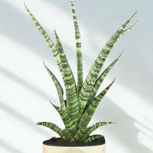 Green Paradise® Sansevieria Rare Crocodile Rock Live Indoor Plant in Premium Plastic Self Watering Pot | Air Purifying Plant | Easy to Care & Ideal for Home Décor