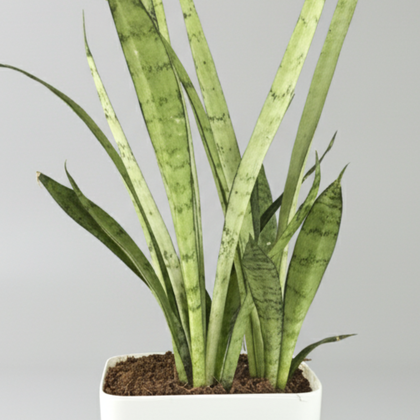 Green Paradise® Sansevieria Silver Queen With Premium Plastic Pot – Elegant Indoor Air Purifying Plant