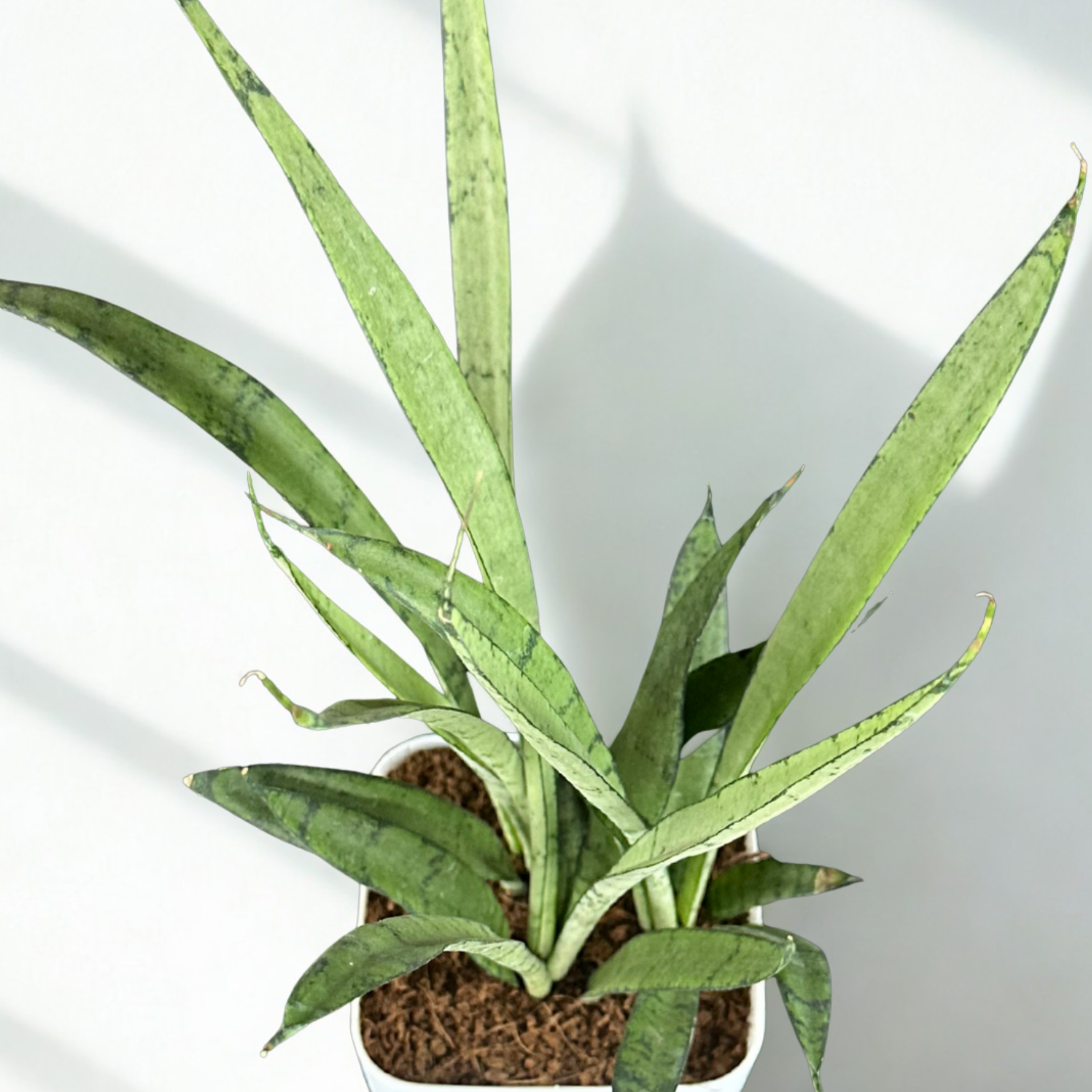 Green Paradise® Sansevieria Silver Queen With Premium Plastic Pot – Elegant Indoor Air Purifying Plant