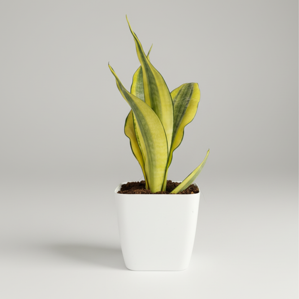 Green Paradise® Sansevieria Gold Dust Plant With Premium Pot– Rare Air Purifying Indoor Plant