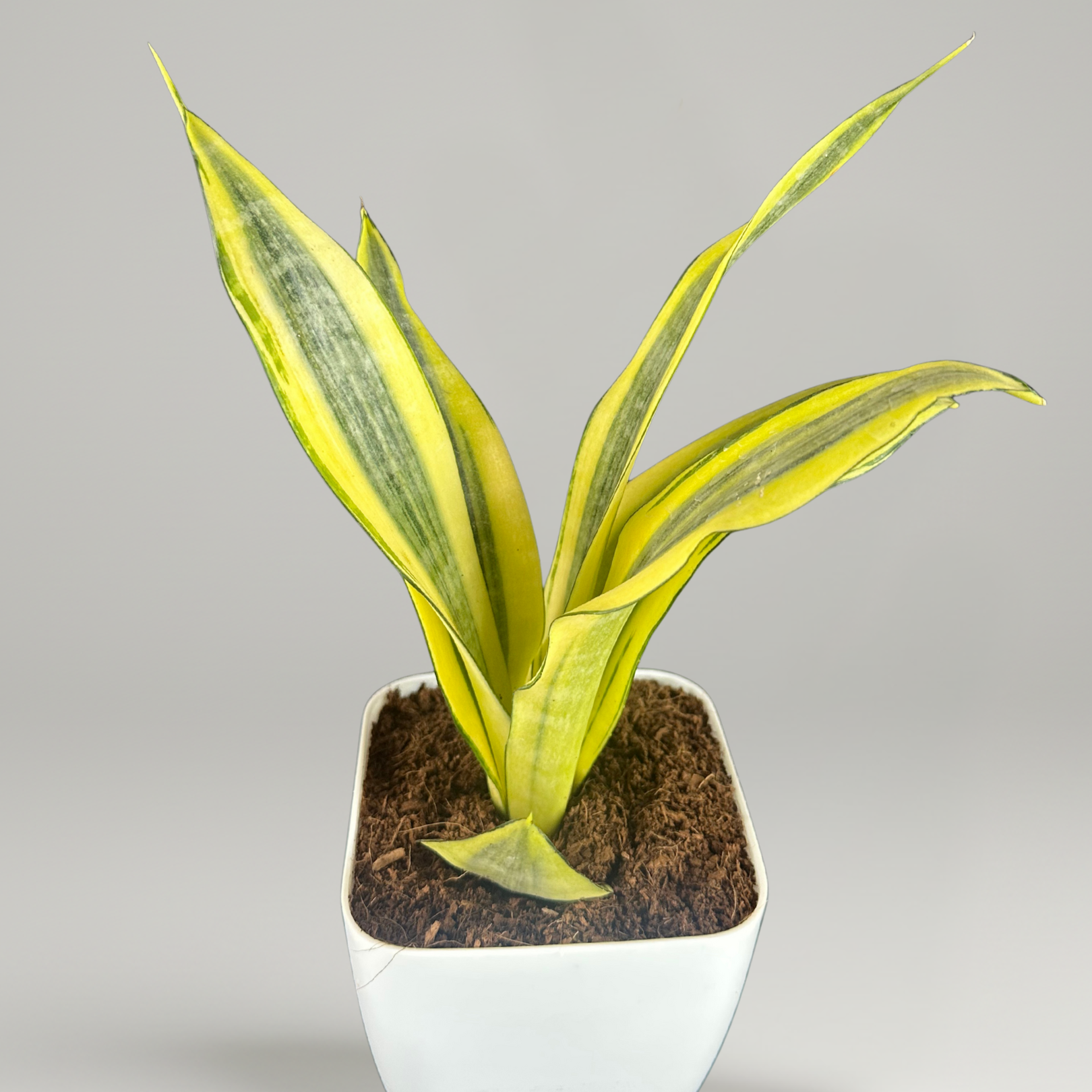 Green Paradise® Sansevieria Gold Dust Plant With Premium Pot– Rare Air Purifying Indoor Plant