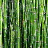 Green Paradise® Horsetail Plant (Equisetum hyemale) – Live Bamboo Reed Plant for Indoor & Outdoor Décor | Low Maintenance Aquatic Plant