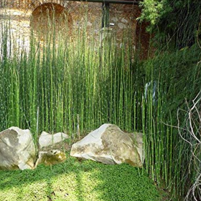 Green Paradise® Horsetail Plant (Equisetum hyemale) – Live Bamboo Reed Plant for Indoor & Outdoor Décor | Low Maintenance Aquatic Plant