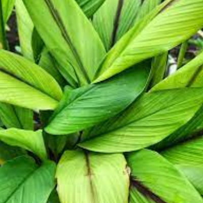 Green Paradise® Black Turmeric Live Plant (Curcuma Caesia) – Rare Medicinal Herb