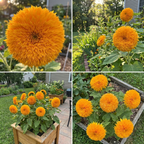 Green Paradise® Sungold Sunflower Seeds (Helianthus annuus) | Premium Double Golden Pompon Sunflower Seeds | Easy to Grow Annual Flower Seeds for Home Garden, Balcony & Terrace
