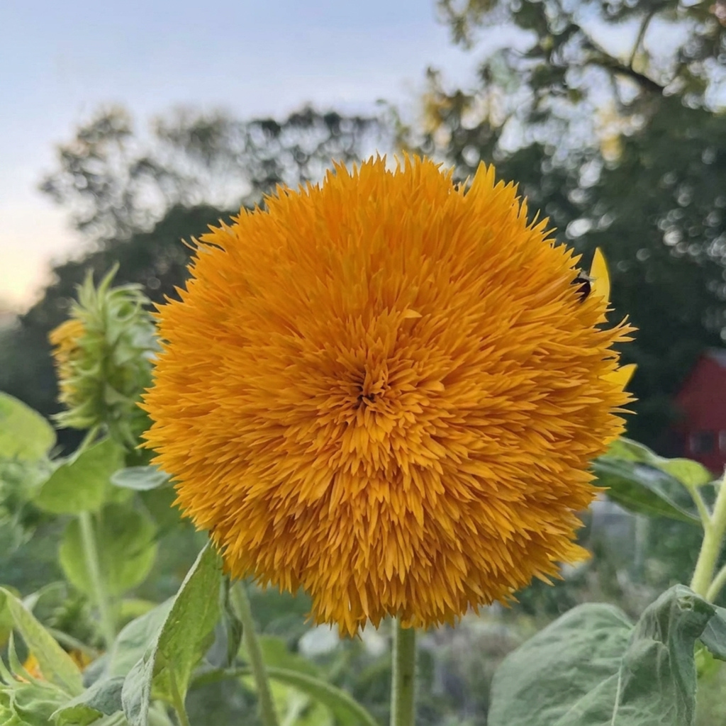 Green Paradise® Sungold Sunflower Seeds (Helianthus annuus) | Premium Double Golden Pompon Sunflower Seeds | Easy to Grow Annual Flower Seeds for Home Garden, Balcony & Terrace