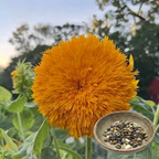 Green Paradise® Sungold Sunflower Seeds (Helianthus annuus) | Premium Double Golden Pompon Sunflower Seeds | Easy to Grow Annual Flower Seeds for Home Garden, Balcony & Terrace