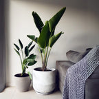 Green Paradise® Bird of Paradise Plant – Tropical Indoor Beauty for Home & Office
