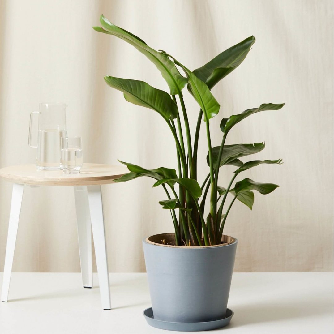 Green Paradise® Bird of Paradise Plant – Tropical Indoor Beauty for Home & Office
