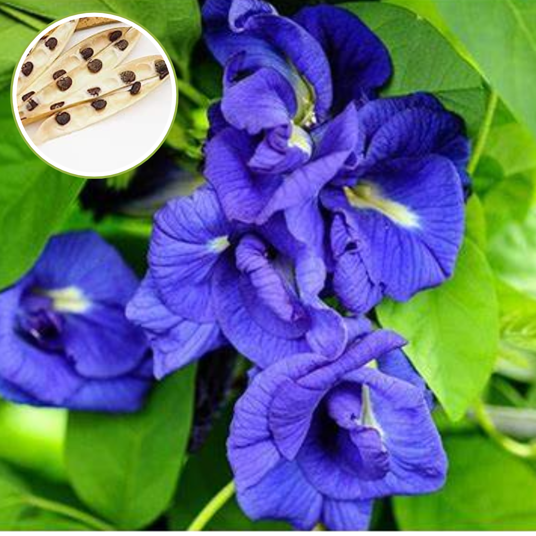 Green Paradise Clitoria Ternatea [Aparajita] Double Petal Butterfly Pea Flower [Pack of 10 Seeds]