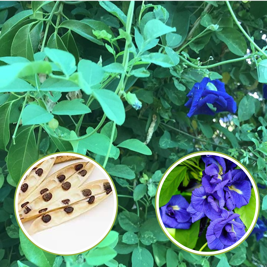 Green Paradise Clitoria Ternatea [Aparajita] Double Petal Butterfly Pea Flower [Pack of 10 Seeds]
