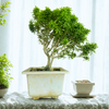 Muraya compacta bonsai tree 001 (Get the same tree shown in image)