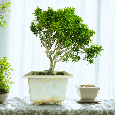 Muraya compacta bonsai tree 001 (Get the same tree shown in image)