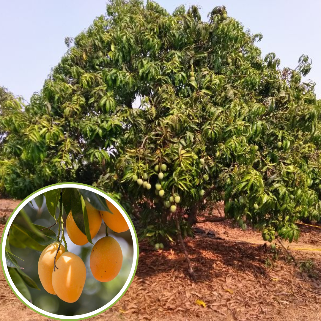 Green paradise® devgad hapus mango plant grafted live plant