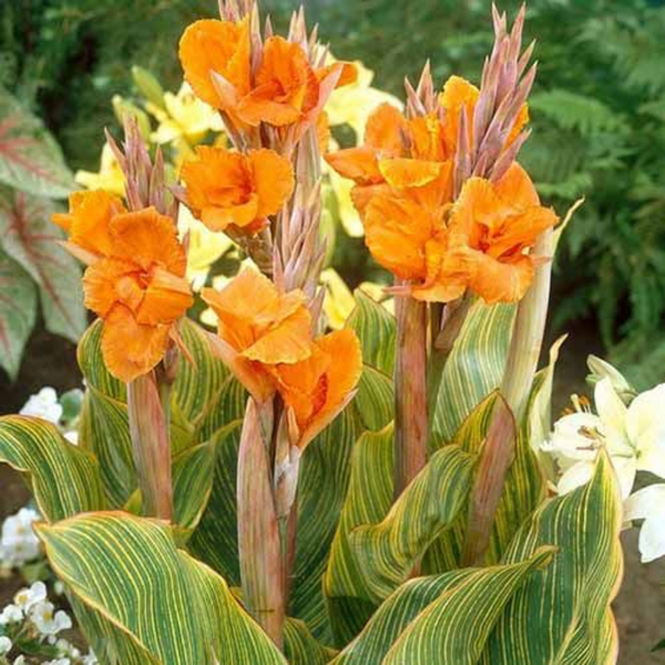 Green Paradise® Variegated Canna Plant – Live Tropical Flowering Plant for Garden & Pots