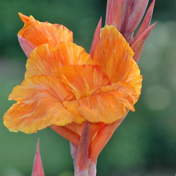 Green Paradise® Variegated Canna Plant – Live Tropical Flowering Plant for Garden & Pots