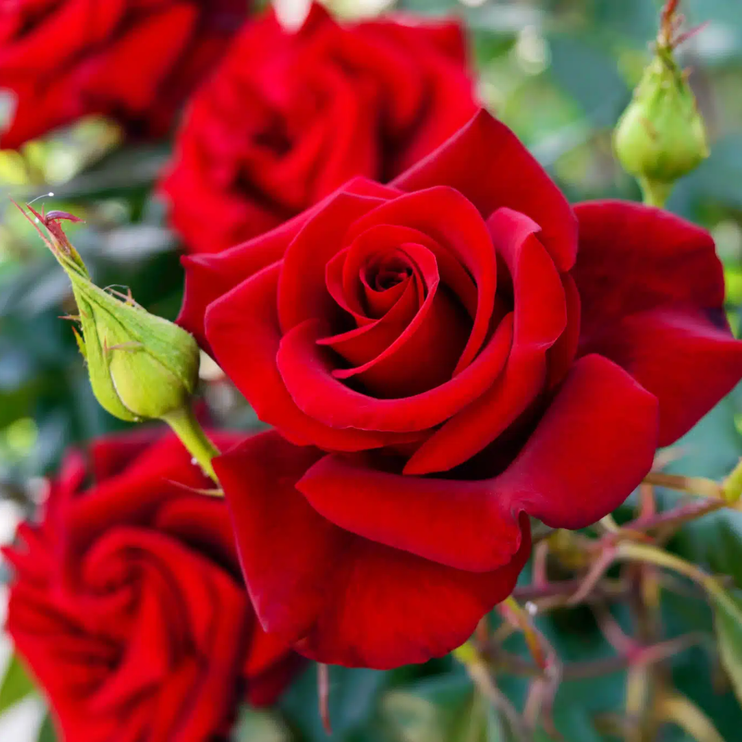 English Rose Plant (Red)