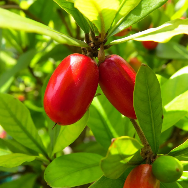 Green Paradise® Miracle Fruit Live Plant