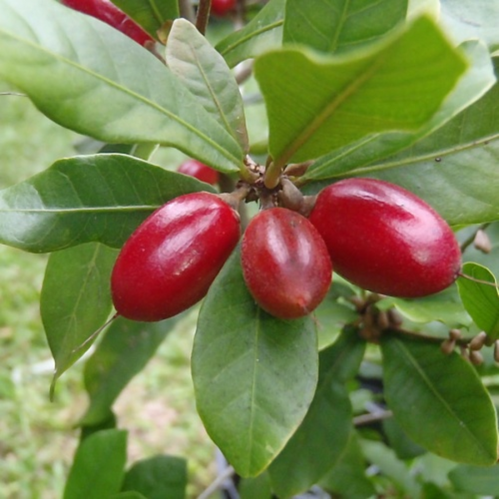 Green Paradise® Miracle Fruit Live Plant