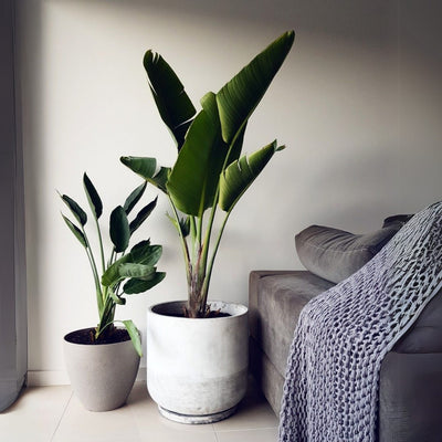 Green Paradise® Bird of Paradise Plant – Tropical Indoor Beauty for Home & Office