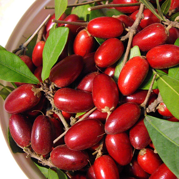 Green Paradise® Miracle Fruit Live Plant