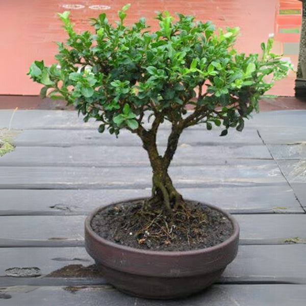 Japanese Boxwood (Buxus microphylla japonica) boxwood bonsai suitable tree (Live Plant) with pot