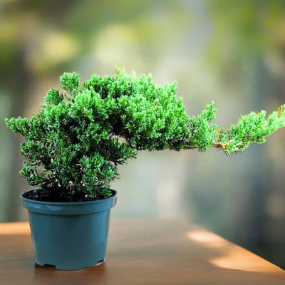 Chinese Juniper Tree suitable for bonsai