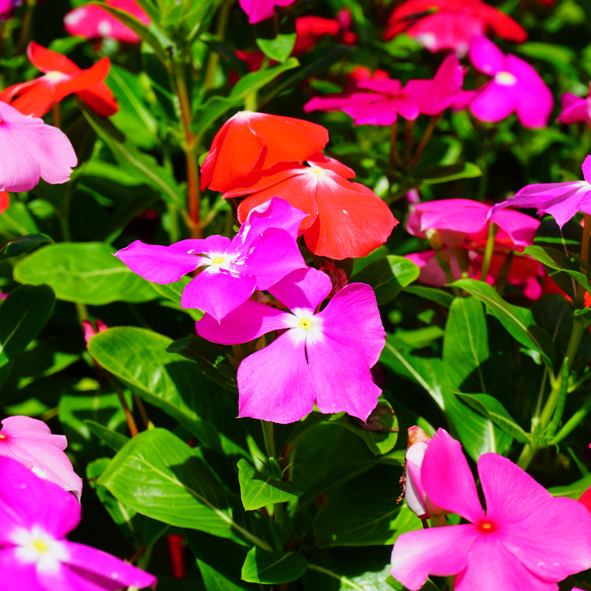 Green Paradise® Vinca Flower (Barmasi) Plant